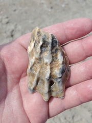 Crassostrea virginica