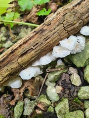 Marasmiellus candidus