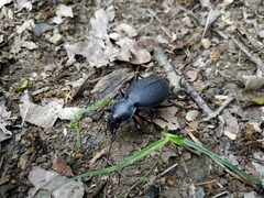 Carabus coriaceus