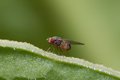 Diptera