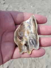 Crassostrea virginica