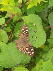 Junonia lemonias