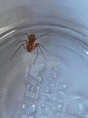 Scytodes thoracica