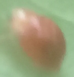 Cryptognatha auriculata