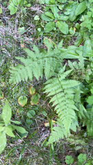 Dryopteris carthusiana