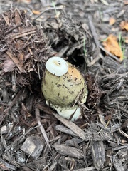 Phallus ravenelii