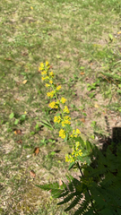 Solidago hispida