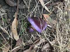 Cortinarius archeri