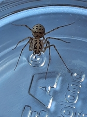Scytodes thoracica