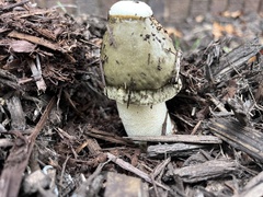 Phallus ravenelii