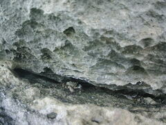 Pachygrapsus marmoratus