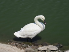 Cygnus olor × cygnus