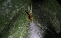 Myrmaplata plataleoides
