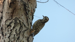 Dryobates mixtus