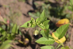 Mirabilis nyctaginea