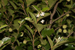 Styrax matsumuraei
