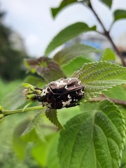 Protaetia aurichalcea