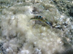 Thalassoma pavo