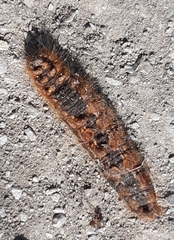 Lasiocampidae
