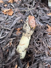 Phallus ravenelii
