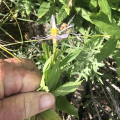 Eucephalus engelmannii