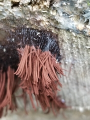 Stemonitis splendens