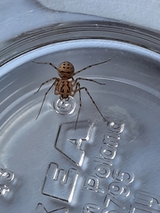 Scytodes thoracica