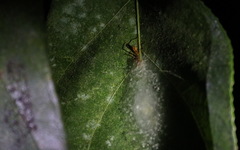 Myrmaplata plataleoides