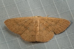 Perixera absconditaria