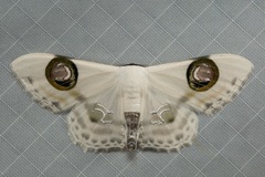 Problepsis plenorbis