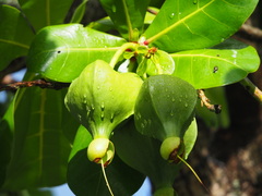 Barringtonia asiatica
