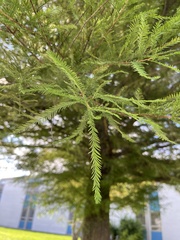 Taxodiomyia cupressiananassa