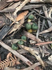 Cortinarius austrovenetus