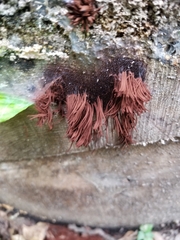 Stemonitis splendens