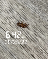 Periplaneta americana