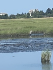 Ardea herodias