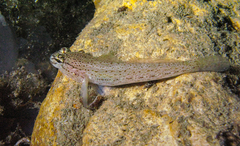 Gobius bucchichi