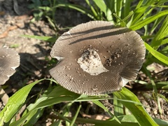 Amanita vaginata