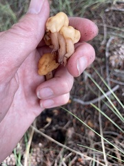 Cudonia