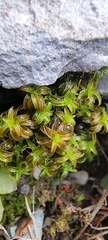 Syntrichia ruralis