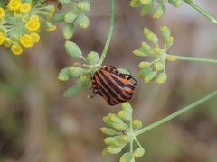 Graphosoma italicum italicum