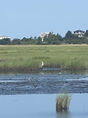 Ardea herodias