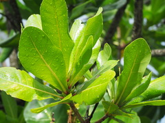 Barringtonia asiatica