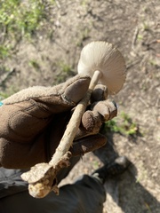 Amanita vaginata