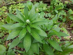 Lilium martagon