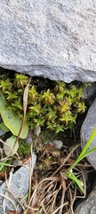 Syntrichia ruralis