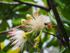 Barringtonia asiatica