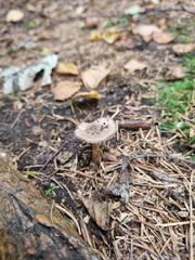 Collybiopsis peronata