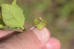 Mirabilis nyctaginea