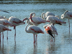 Phoenicopterus roseus